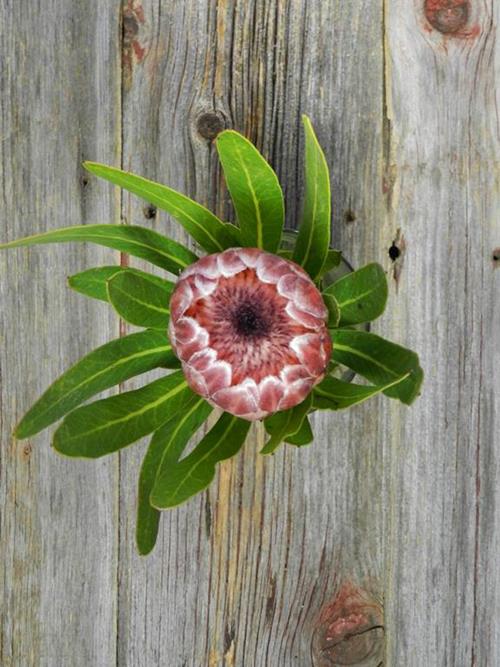 PINK ICE   PROTEA